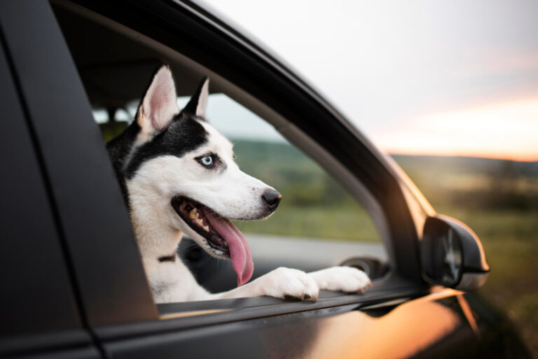 Cane in auto: cosa dice la legge a Cagliari