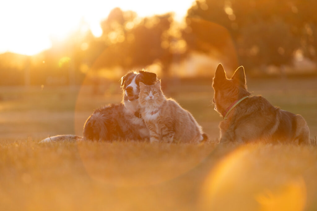 Cani educati in un prato al tramonto insieme a un gatto
