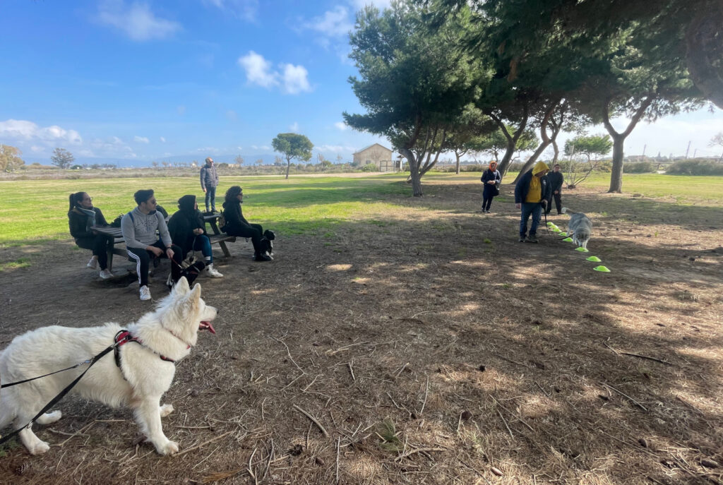 Gruppo di cani aspetta il suo turno durante lezione di addestramento cani a Cagliari