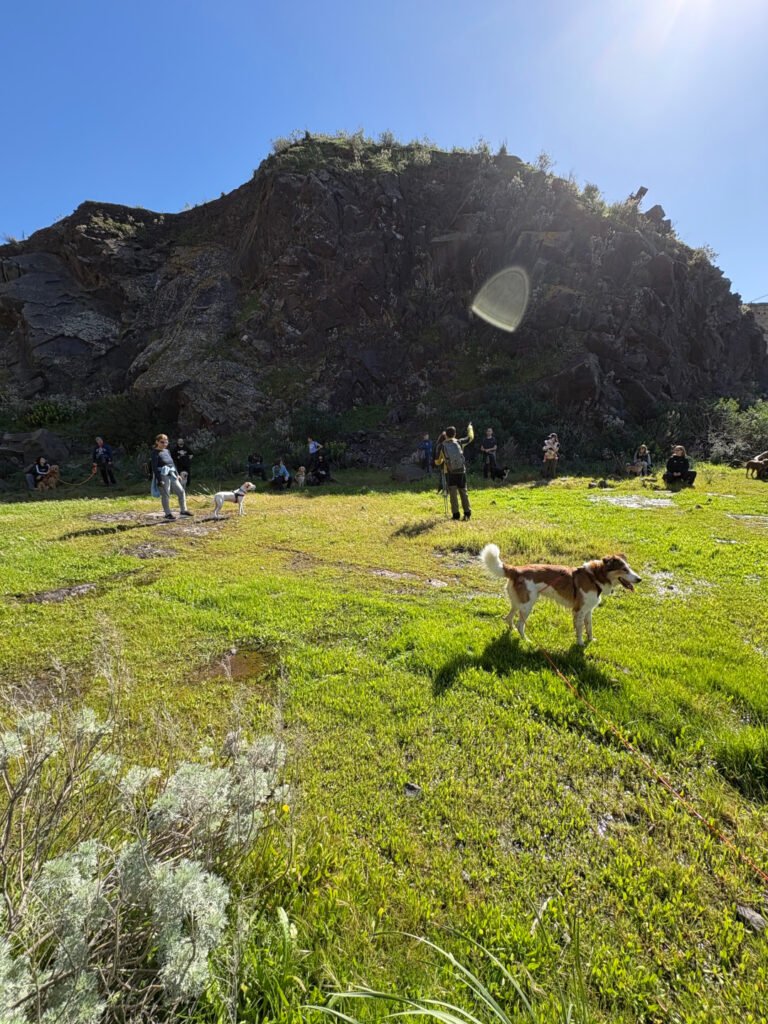 Escursione con cani come attività che arricchisce un percorso di educazione cinofila