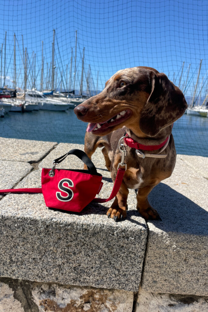 Bassotto durante passeggiata al porto di Cagliari