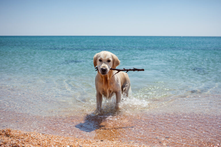 Mare con il cane