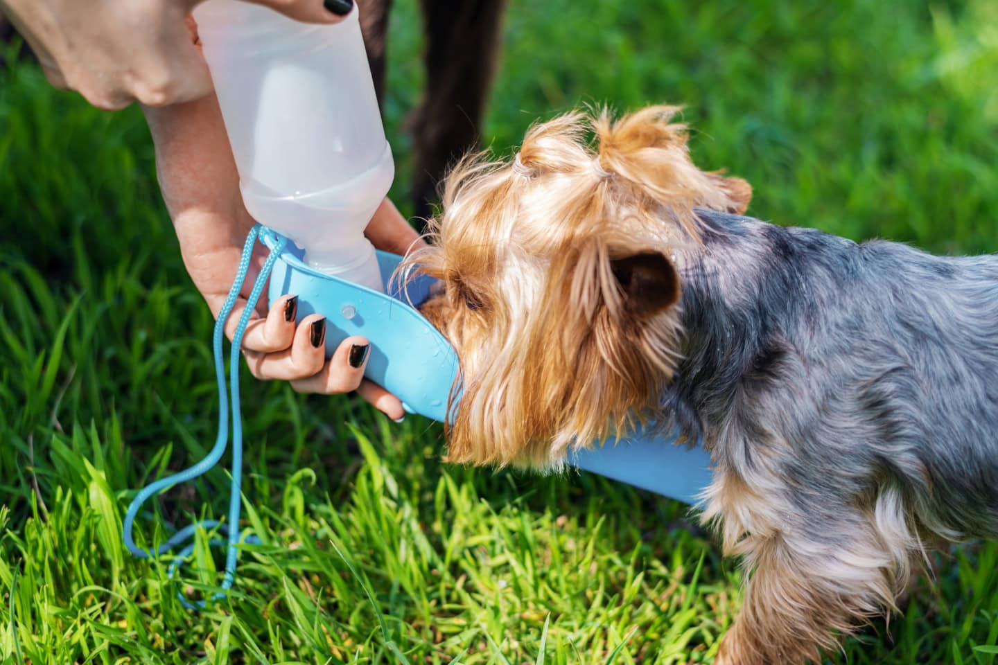 Ciotole acqua cani portatile