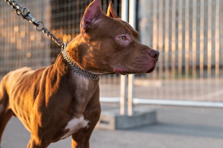 Legge Brambilla: pitbull alla catena a Cagliari