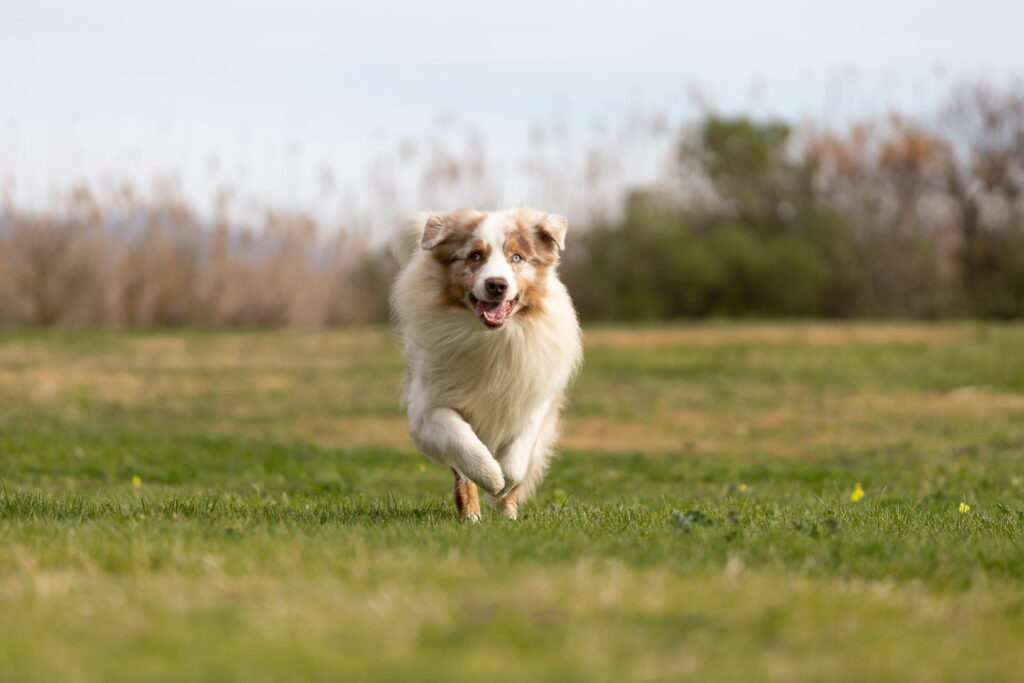 Cane pastore australiano corre verso la telecamera in un parco a Cagliari