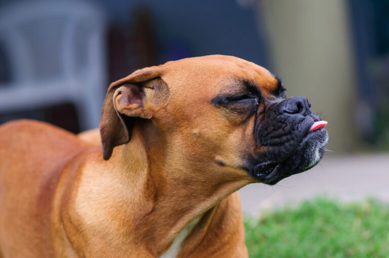segnali calmanti del cane: cane si lecca il naso