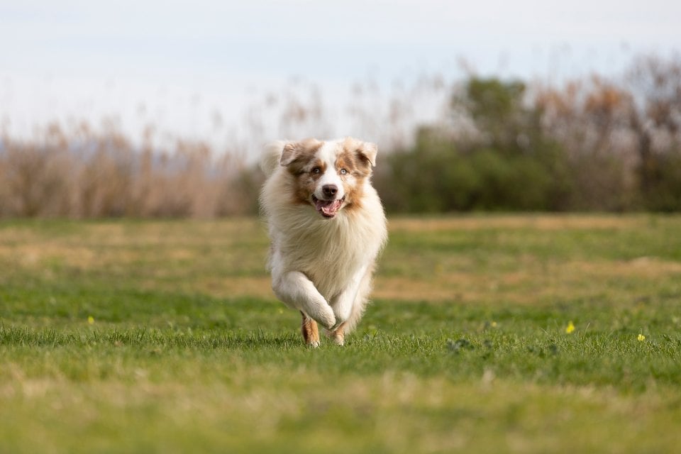 Fotografia di cane che corre su un prato verso l'obiettivo per un servizio fotografico per cani a Cagliari
