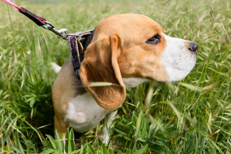 Insetti e piante pericolose cane in Sardegna