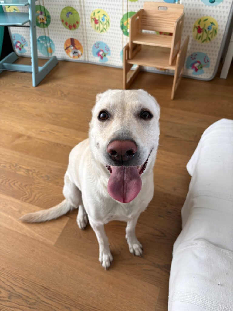 Cane durante visita a domicilio a Cagliari