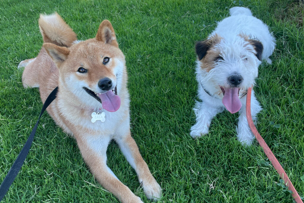Cani insieme nel prato durante una pausa in passeggiata