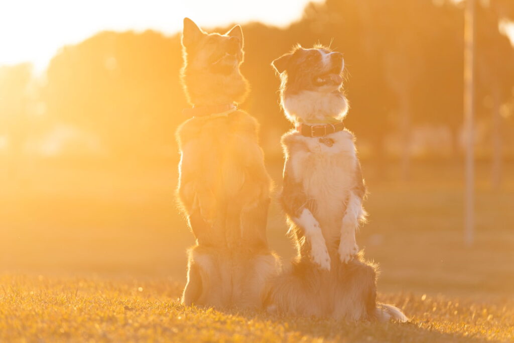 Cane Pastore tedesco e pastore australiano eseguono trick orsetto in simultanea