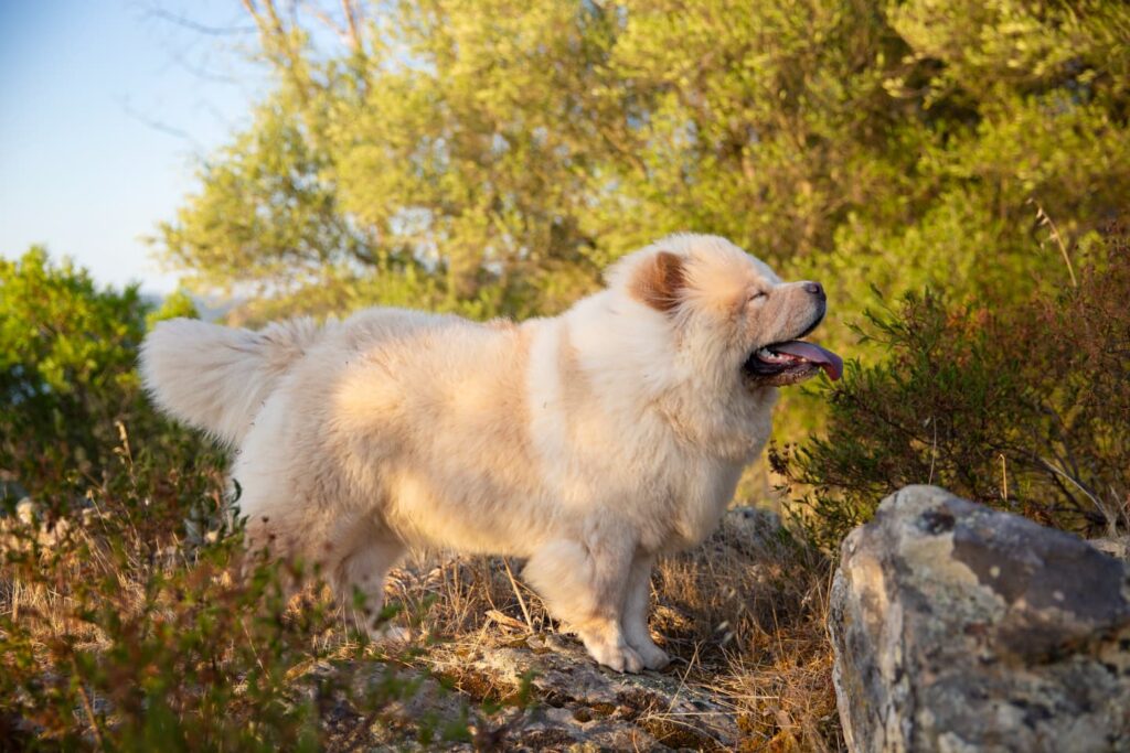 Cane Chow Chow si gode il tramonto durante escursione in Sardegna