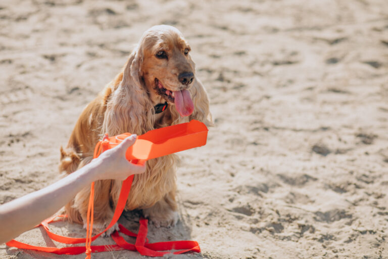 Colpo di calore cane: prevenzione con acqua fresca