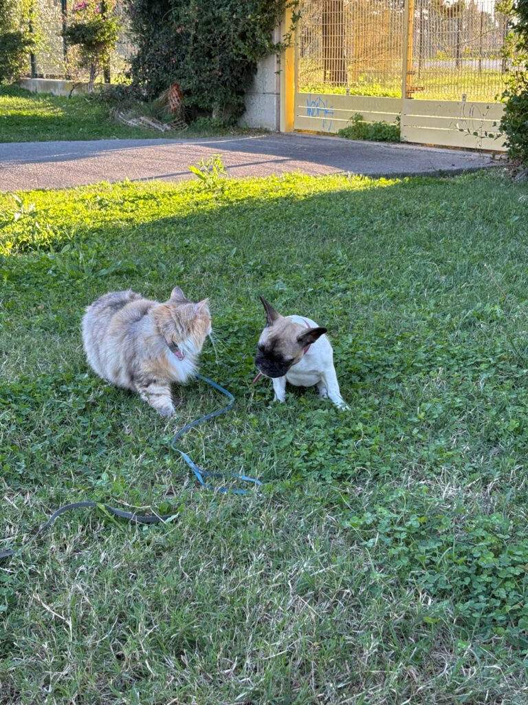 Cucciolo di bulldog francese socializza con un gatto