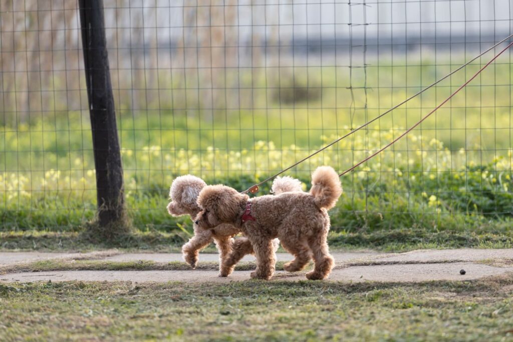 Coppia di barboncini passeggia a Cagliari