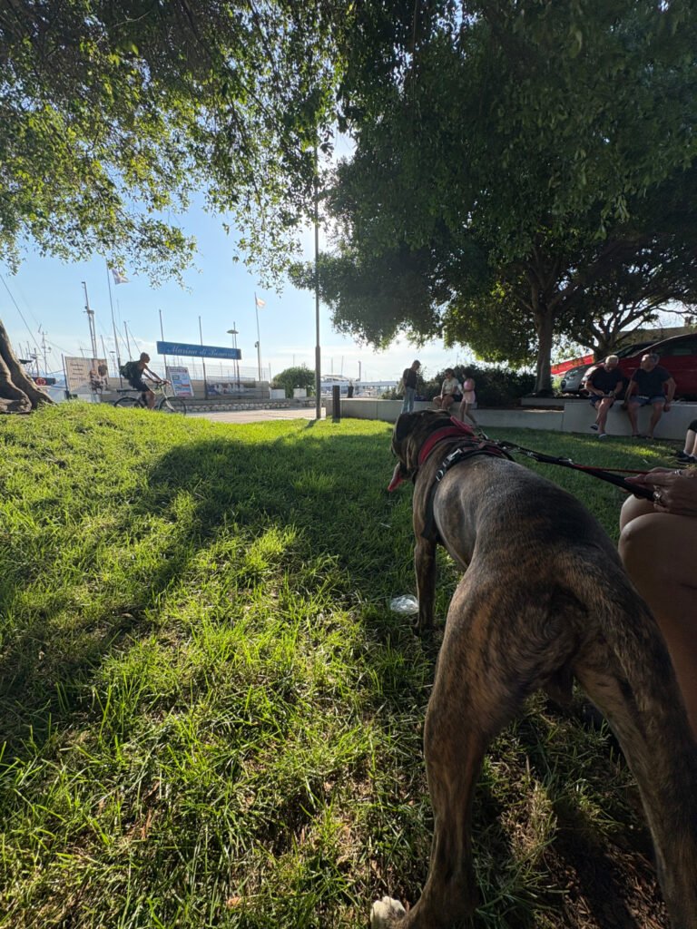 Cane durante un percorso di educazione e addestramento a Cagliari mentre rimane tranquillo su una panchina in presenza di biciclette e passanti.