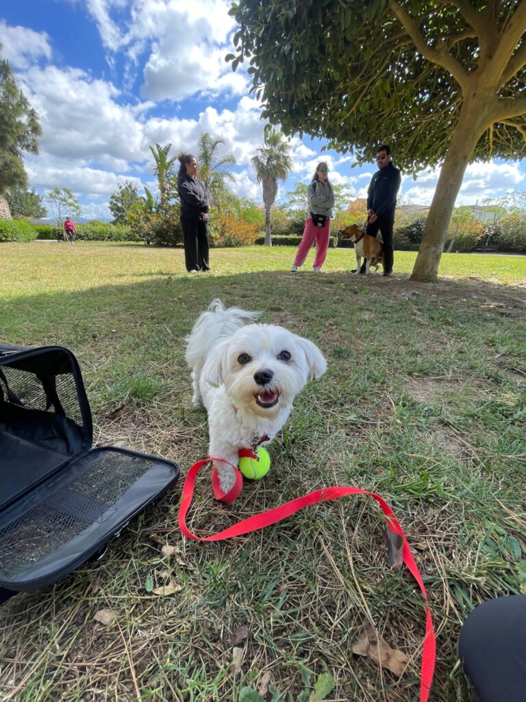 Cane durante un percorso di educazione e addestramento a Cagliari mentre gioca in presenza di altri cani e distrazioni.