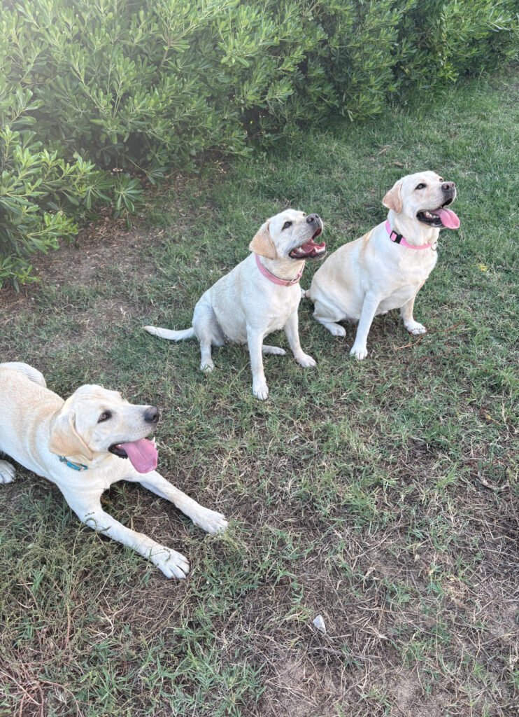 Tre cani durante un percorso di educazione e addestramento a Cagliari mentre rimangono tranquilli e liberi in un prato.