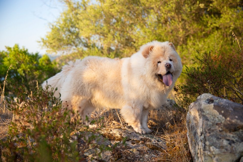Fotografia di un cane in posa nella natura durante escursione per cani in Sardegna