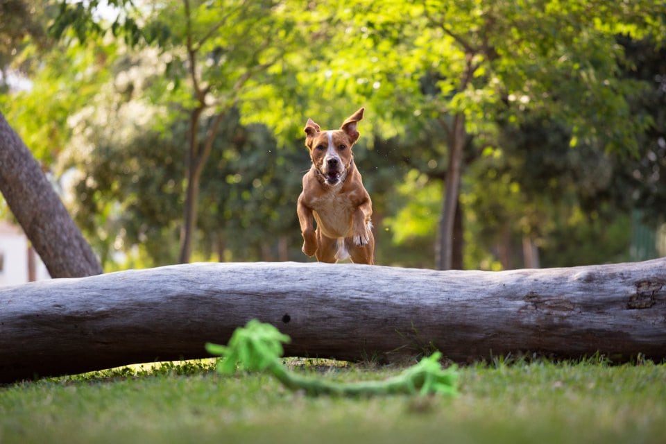 Fotografia di un cane in movimento che salta un tronco al parco per prendere il gioco durante servizio fotografico per cani