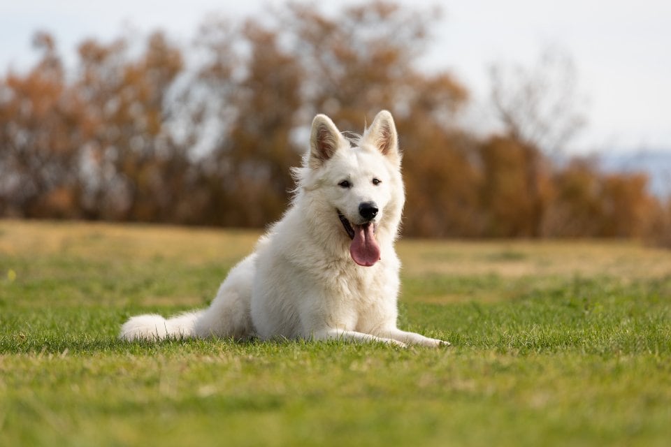 Fotografia di un cane in posa al parco per un servizio fotografico per cani a Cagliari
