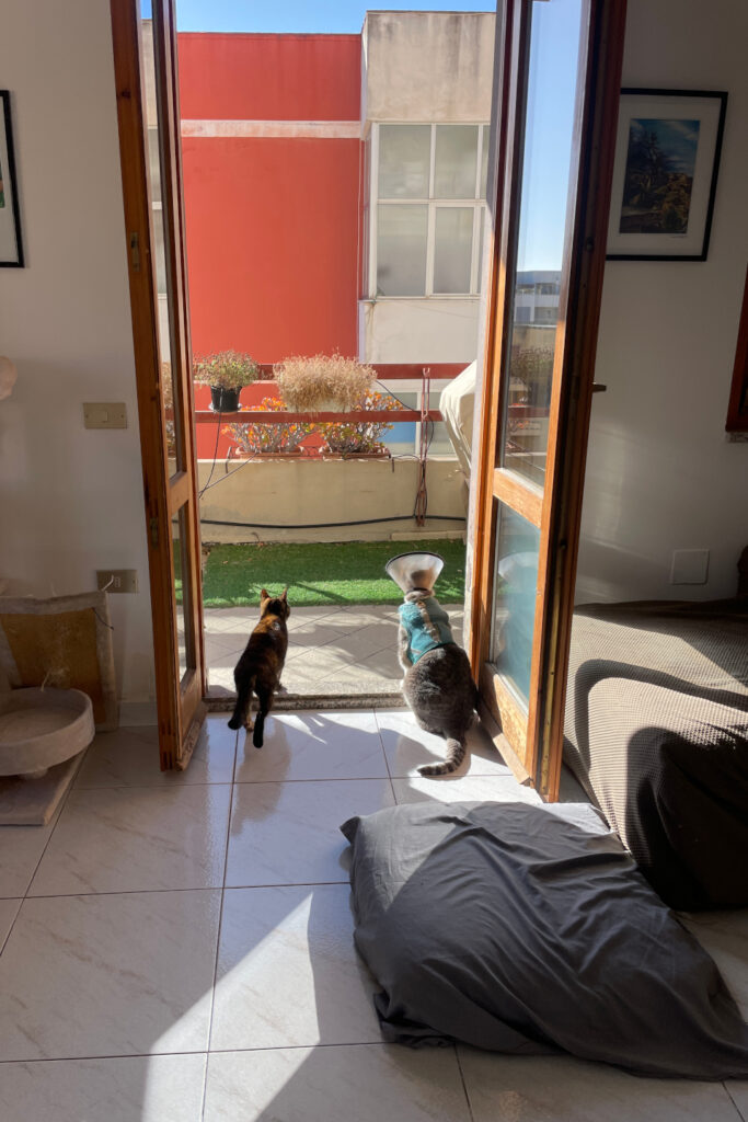 Gatti prendono il sole di Cagliari dalla finestra durante visita a domicilio