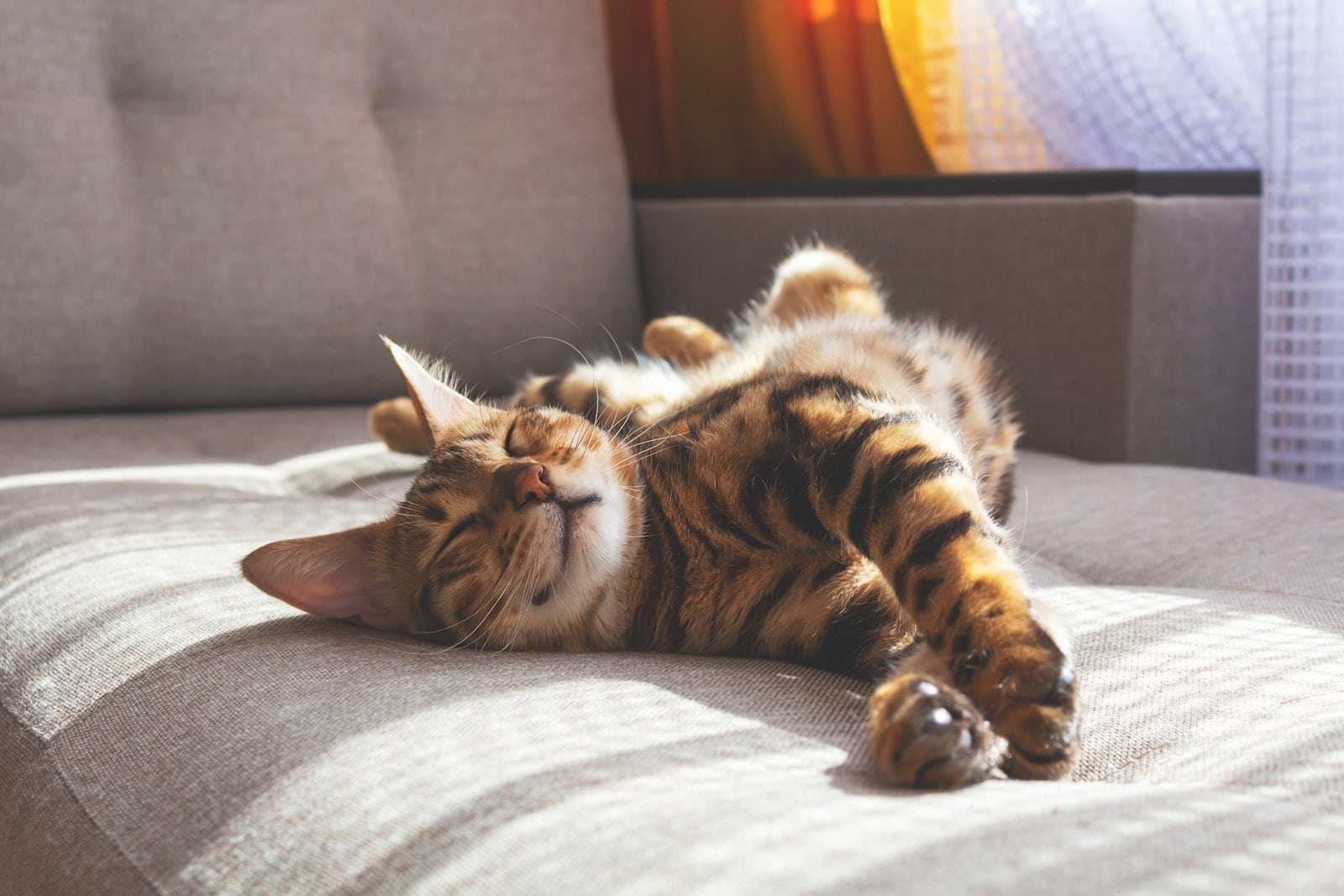 gatto contento sdraiato sul divano che aspetta le coccole del suo cat sitter a cagliari