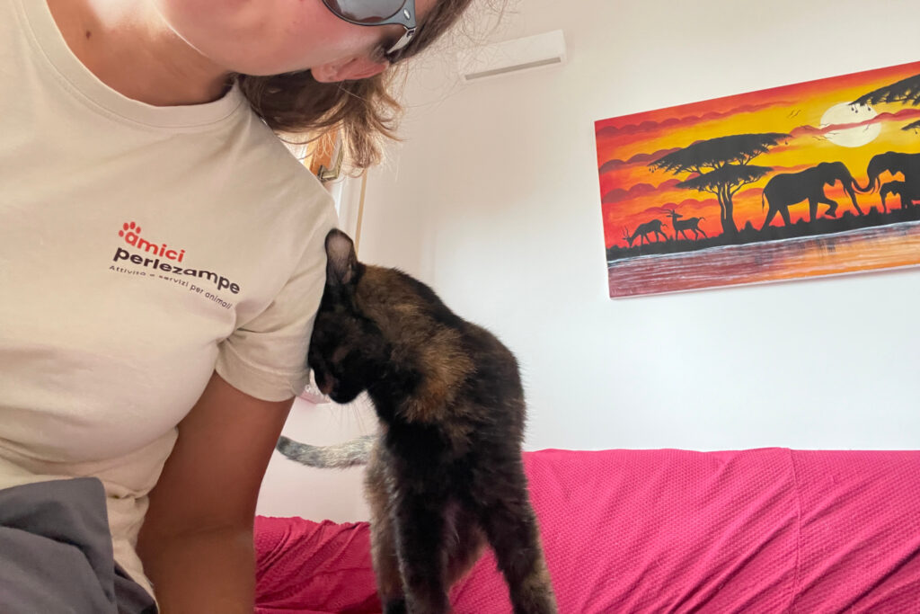 Gatto fa le coccole nel divano durante visita a domicilio a Cagliari