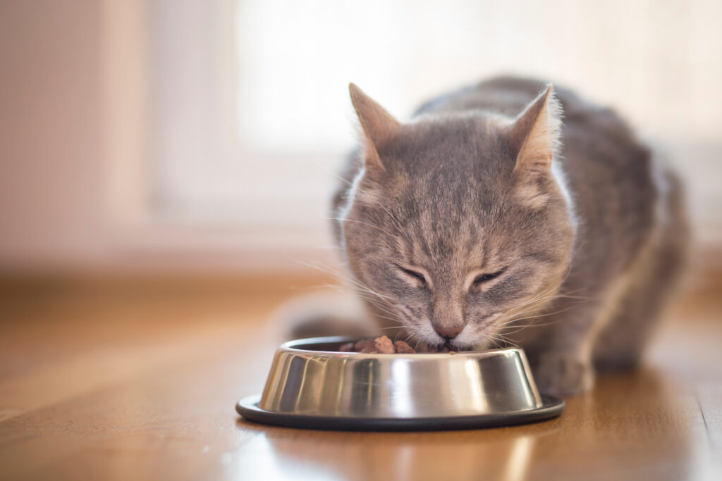 gatto mangia croccantini dalla ciotola durante visita del cat sitter a domicilio