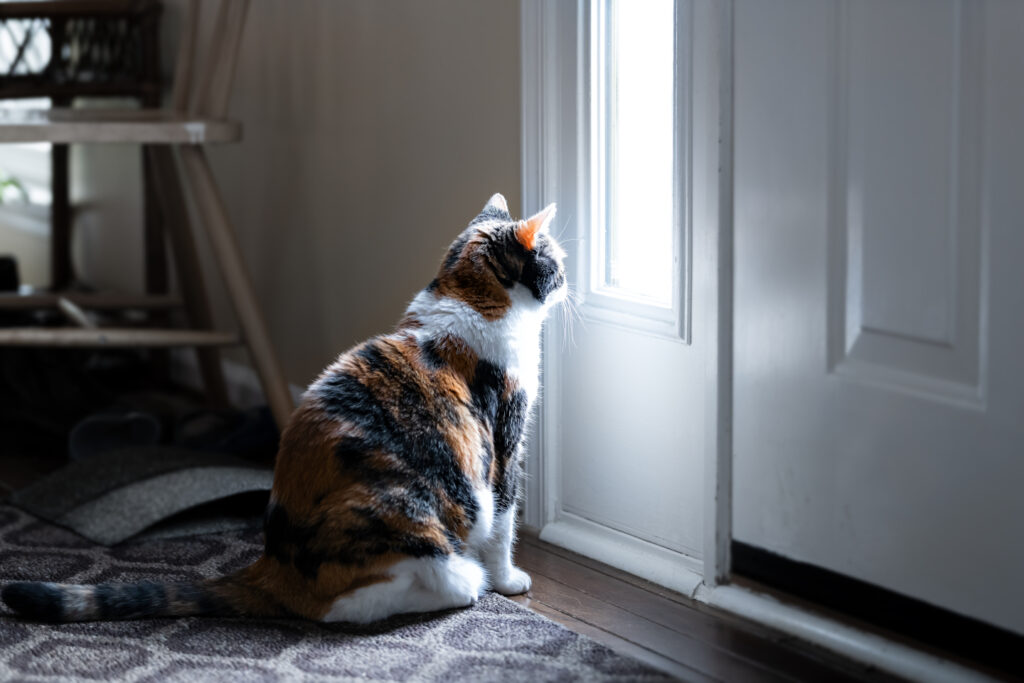 gatto solo a casa aspetta alla porta l'arrivo del cat sitter per dargli cure compagnia e divertimento
