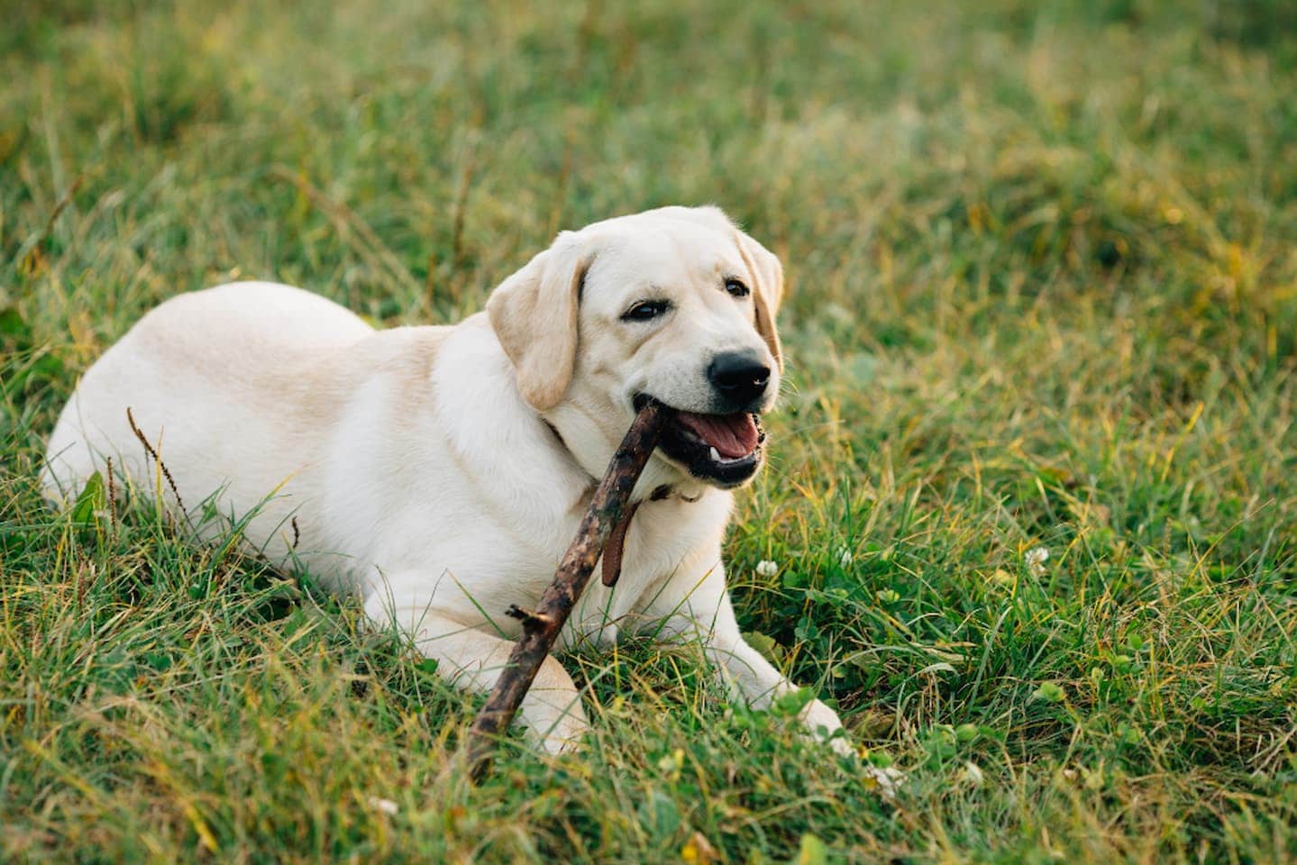 labrador retriever carattere e educazione Cagliari