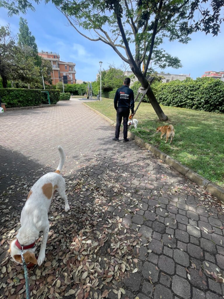 Cani insieme nel prato durante una in passeggiata in compagnia
