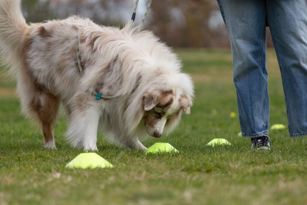 Pastore australiano segnala sostanza durante ricerca olfattiva