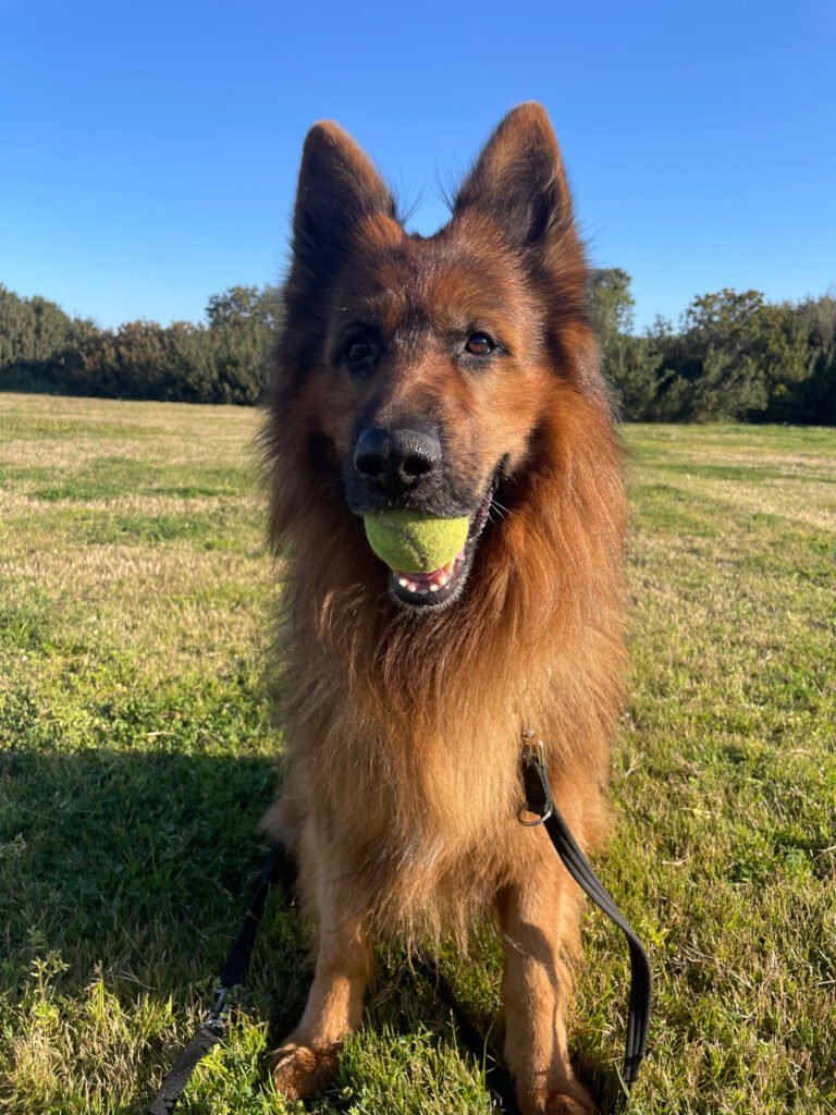 Cane durante passeggiata al guinzaglio gioca con dog sitter in un parco di Cagliari