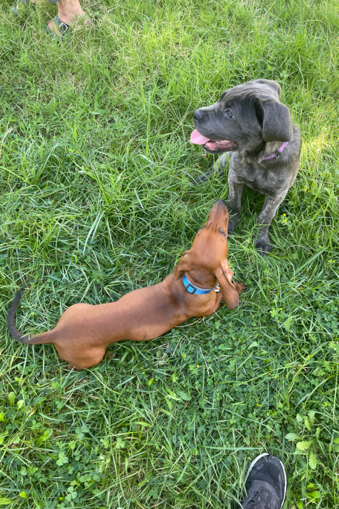 cuccioli che interagiscono durante lezione di socializzazione a Cagliari
