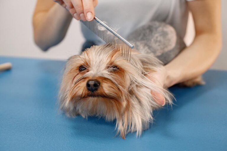 toelettatura cane cagliari: cane di piccola taglia di razza Yorkshire terrier mentre viene pettinato da un toelettatore