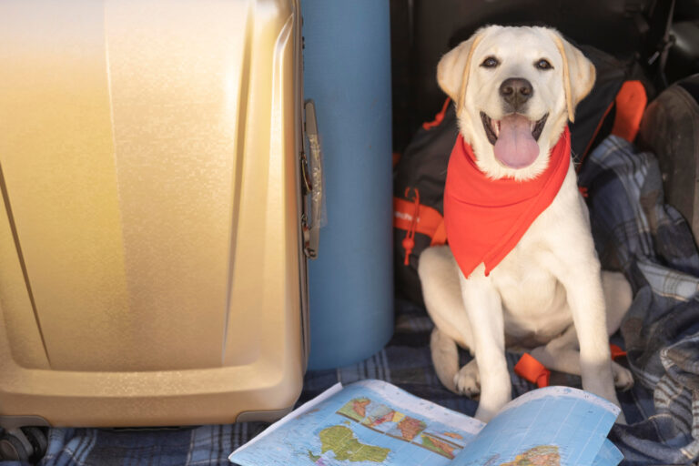 Vacanze con il cane